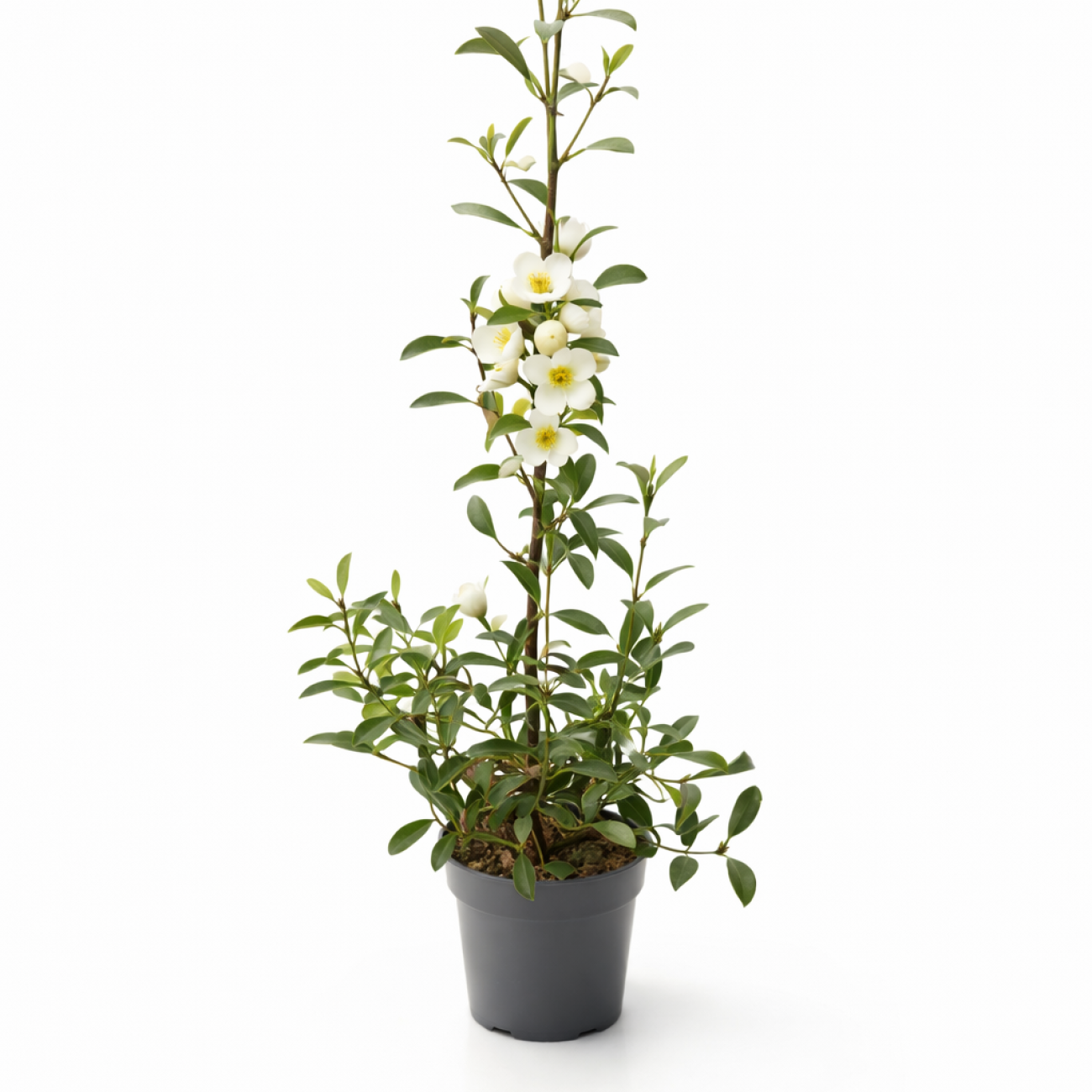 Obrázok Magnólia vždyzelená (Magnolia laevifolia) ‘VANILLA PEARLS’® – výška 60–80 cm, kont. C3L